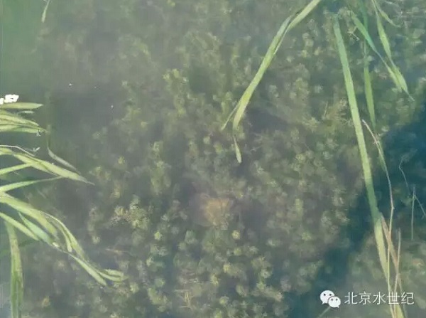 河蟹养殖户使用蟹草肥B型控出水下森林