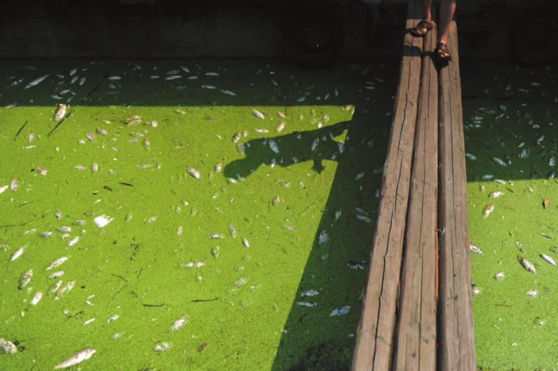 太湖蓝藻治理措施_蓝藻爆发怎么处理_鱼塘蓝藻怎么治理