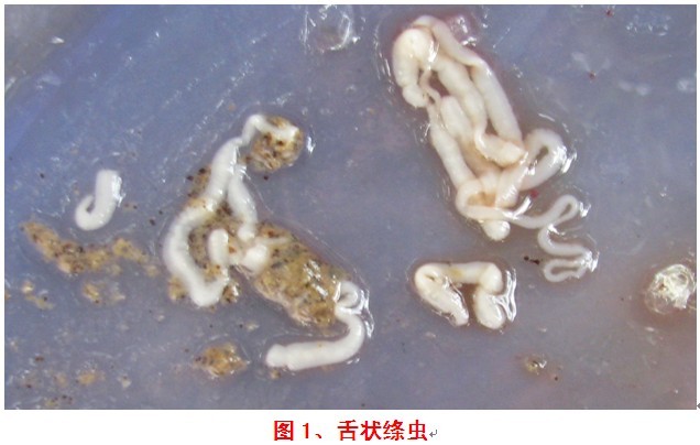 草鱼养殖常见病舌状绦虫病的防治技术