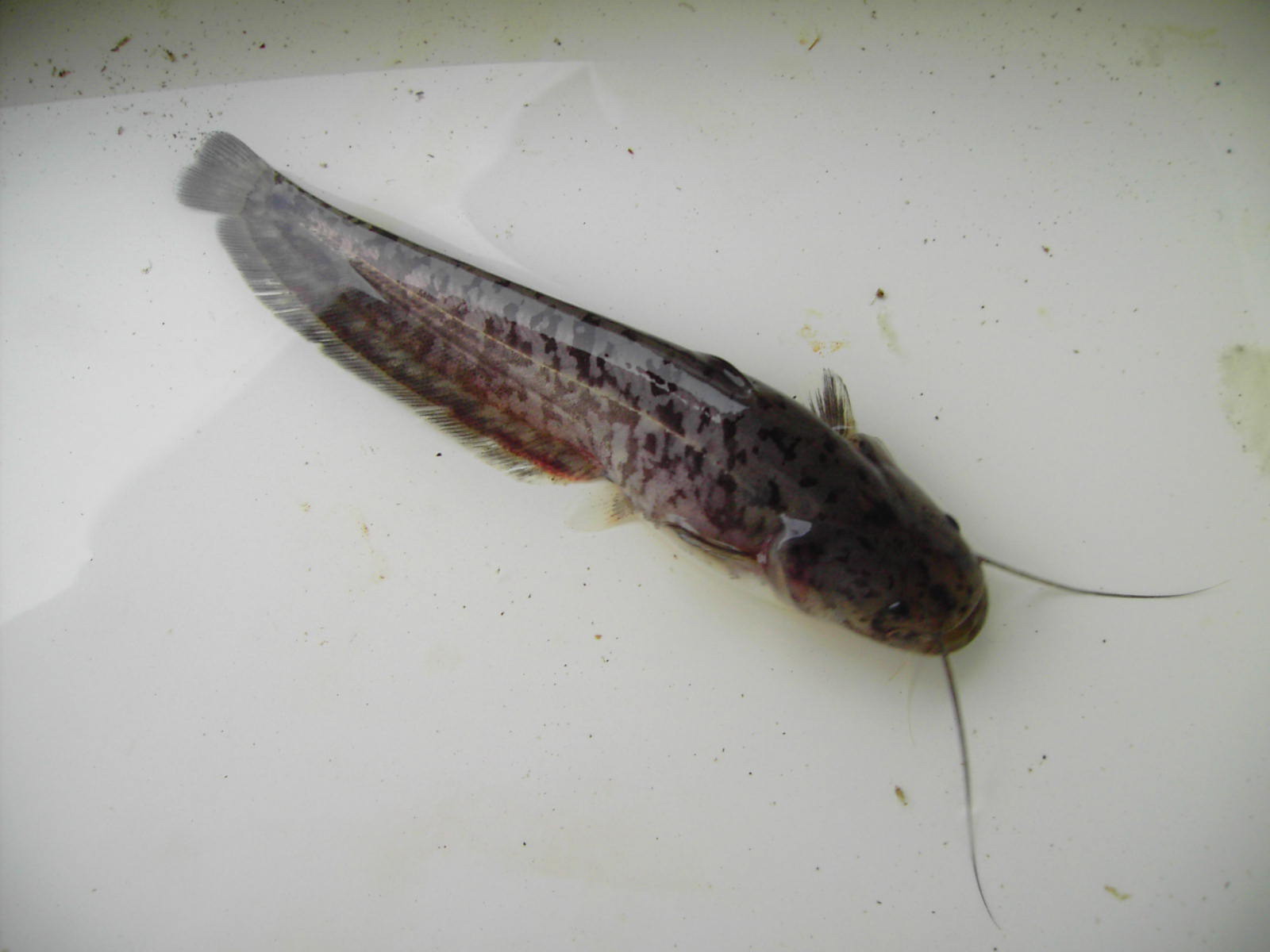 泰国的小观赏鱼幽灵鲶鱼（玻璃鲶鱼）是如何发出彩虹般光芒的 - 神秘的地球 科学|自然|地理|探索