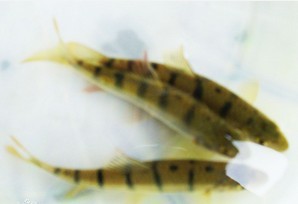 海南地区各种石斑鱼各种规格鱼苗出售_石斑鱼