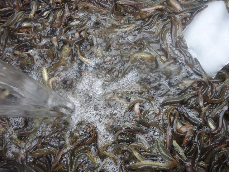 内蒙古海洋泥鳅生态养殖公司供应泥鳅鱼苗_泥鳅价格