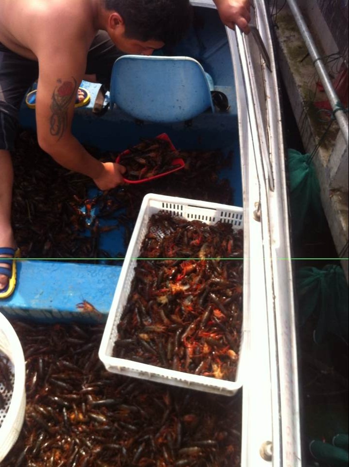 本人在上海做批发龙虾生意 大量需求小龙虾_淡