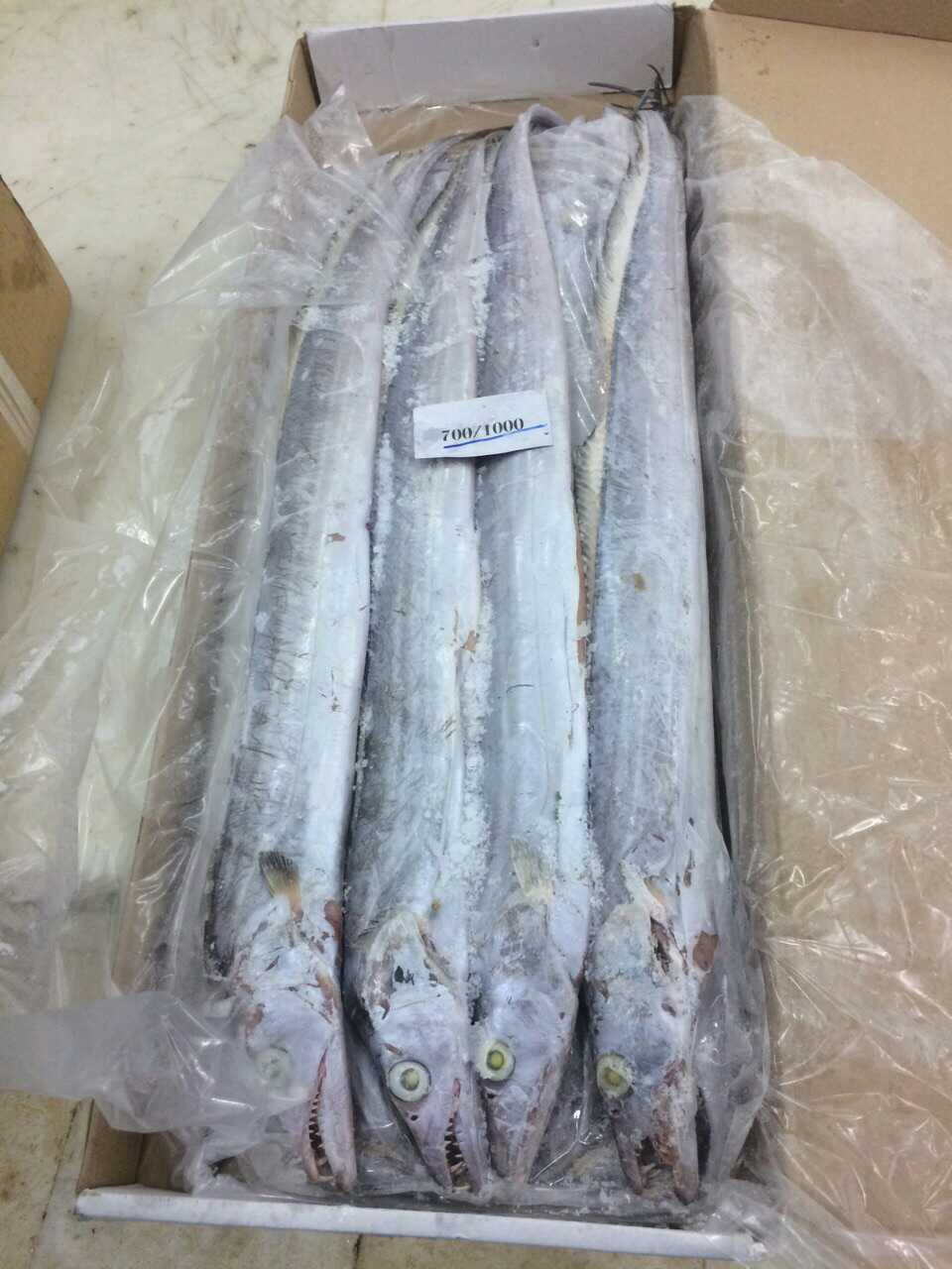 进口新鲜带鱼_带鱼价格