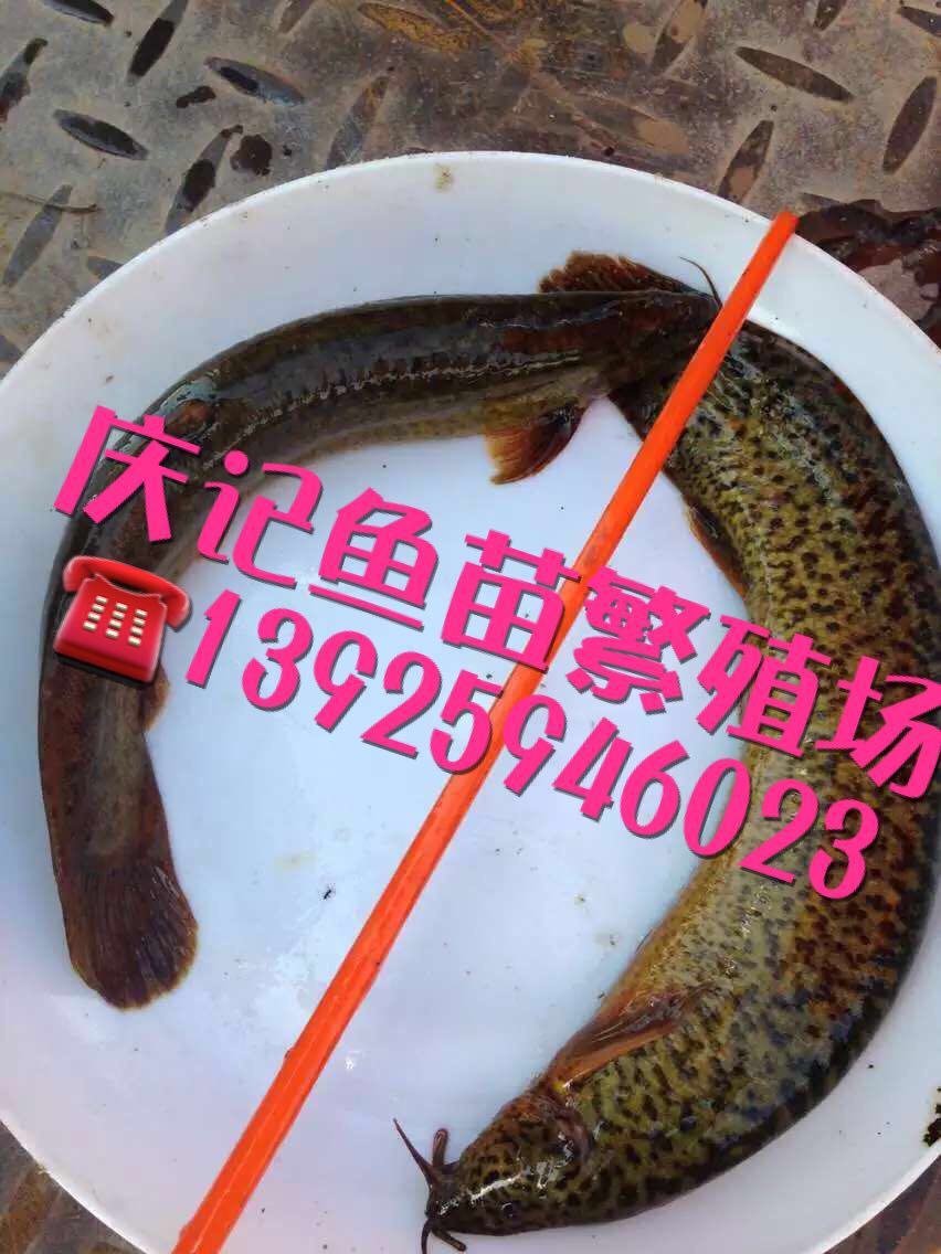 佛山庆记台湾泥鳅刺鳅鱼苗繁殖场