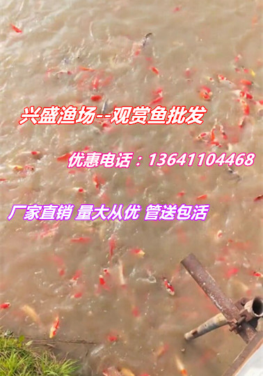 优质抗病锦鲤（苗）批发、适合北京水质投放易存活