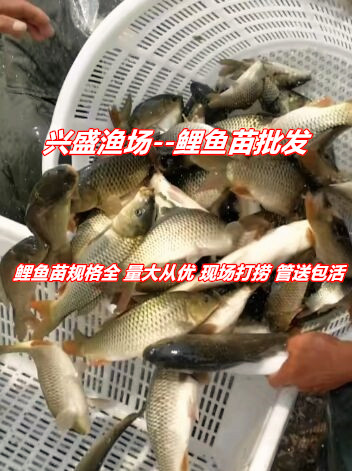大量求购北京鲤鱼（苗）请致电咨询