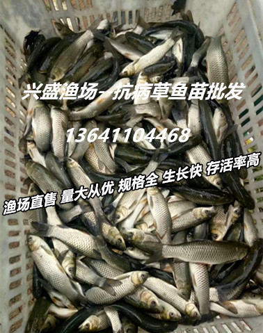批发北京草鱼苗、渔场直售