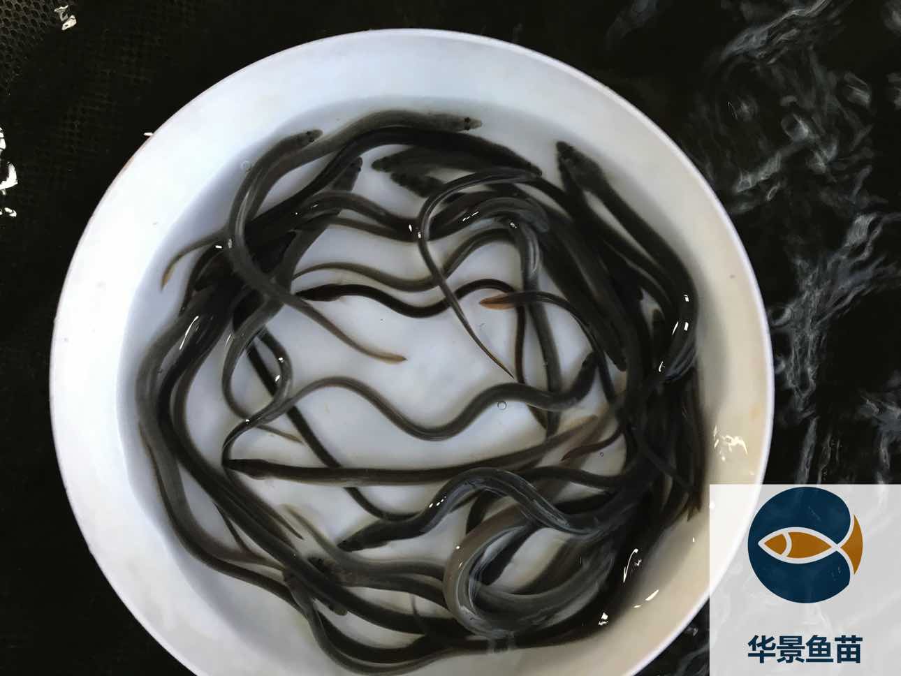 3000尾鳗鱼“准妈妈”们从上海回归大海，科学家们将跟踪她们养育宝宝的全过程