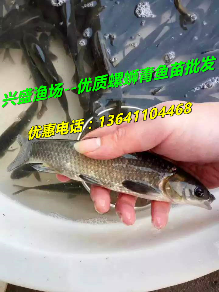 批发北京青鱼，供应优质青鱼苗