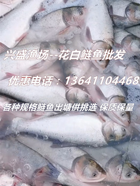 2022年鲢鱼批发、源头厂家、鱼价从