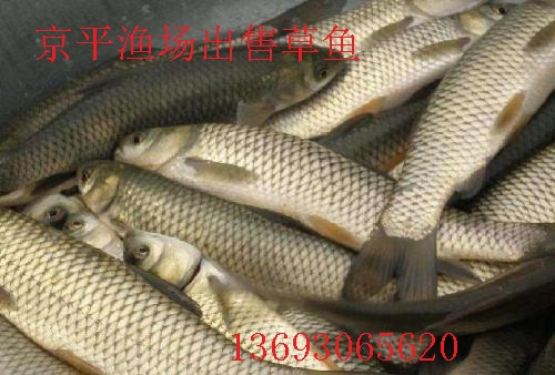 北京京平渔场大量供应草鱼,鲤鱼,鲫