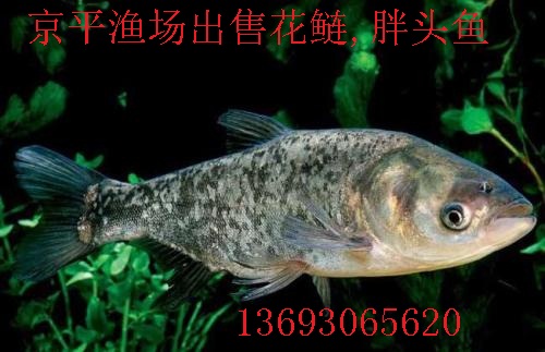 北京鱼苗,草鱼,鲤鱼,花白鲢大量出售