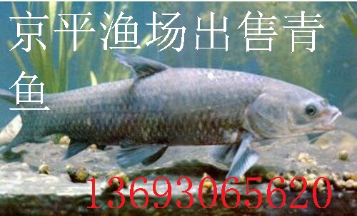 北京京平渔场直销草鱼,鲤鱼,鲫鱼,青