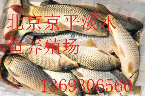 北京渔场草鱼,鲫鱼,鲤鱼,青鱼,京平