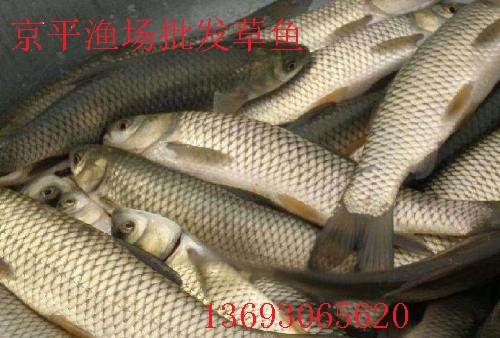 北京渔场草鱼,鲤鱼,鲫鱼,花白鲢等供