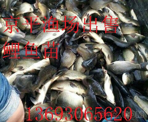 北京京平渔场直销草鱼,鲤鱼,鲫鱼,青鱼花白鲢等养殖鱼苗