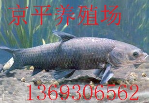 北京京平渔场大量供应草鱼,鲤鱼,鲫
