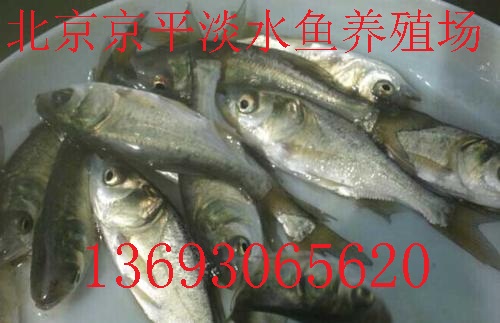 北京京平渔场直销草鱼,鲤鱼,鲫鱼,青