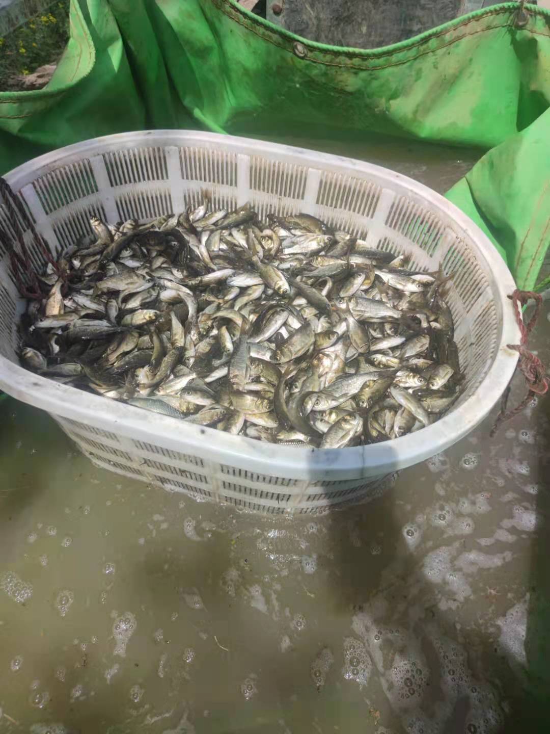 郑州模范渔场 供应鲤鱼苗 草鱼苗 白