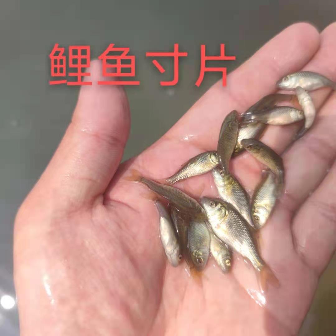 河南郑州豫海渔场供应福瑞鲤鱼苗黄