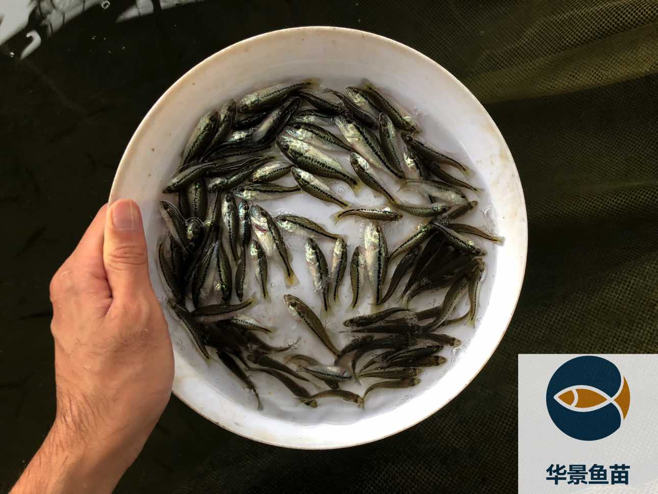 吃饲料的加州鲈鱼苗出售淡水鲈鱼苗