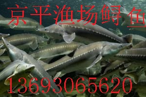 草鱼,鲟鱼,鲫鱼,鲤鱼,青鱼,京平渔场
