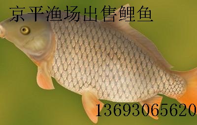 草鱼,鲫鱼,鲤鱼,青鱼,京平渔场大量
