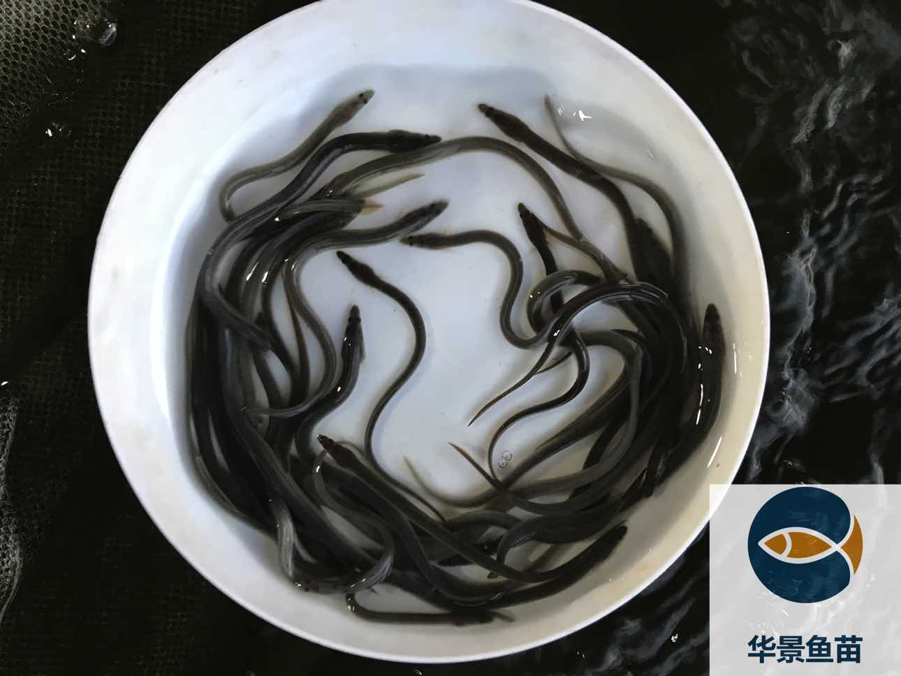 菜鳗原味蒸-中国鳗鱼网