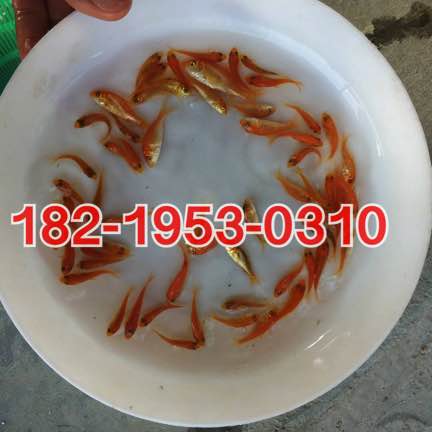 兴国红鲤鱼苗出售淡水红鲤鱼苗批发