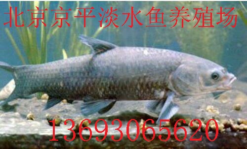 草鱼,鲫鱼,鲤鱼,鲈鱼,青鱼,京平渔场
