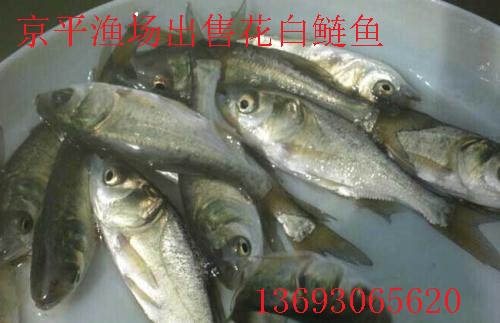 北京鱼苗,草鱼,鲤鱼,花白鲢大量出售