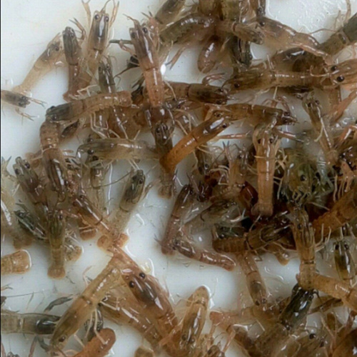 淡水小龙虾苗种出售 澳洲龙虾苗 肉质鲜美澳洲岩龙虾 名优澳龙苗养殖