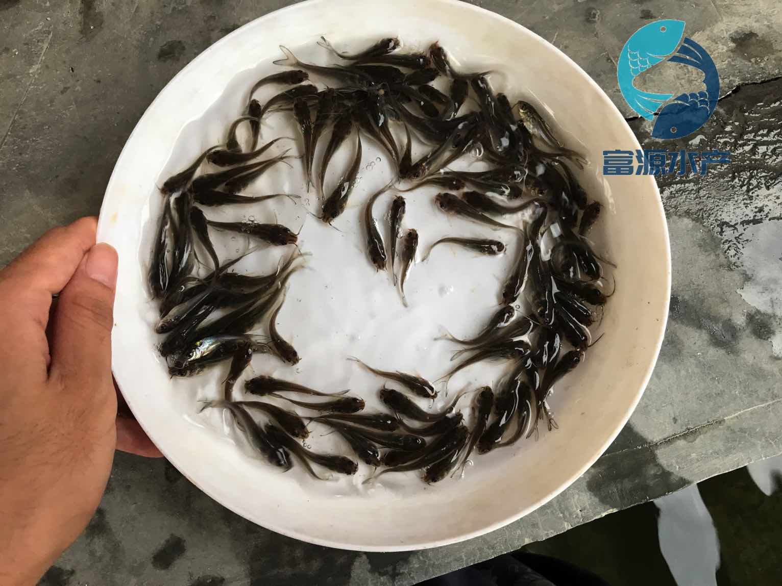 广西钦州叉尾鱼苗出售百色叉尾鮰鱼