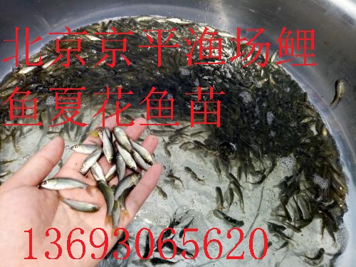 出售花鲢鱼白鲢鱼鲤鱼草鱼,鱼苗,京