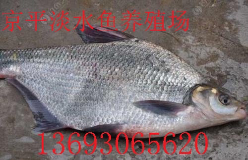 北京草鱼武昌鱼,方鱼,鳊鱼,鲫鱼,鲤