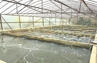 郑州市豫海鱼苗养殖基地供应各种规格大小鱼苗品种齐全
