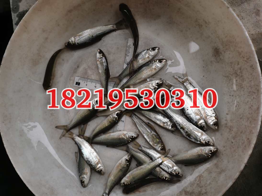每斤50--500尾的麦鲮鱼_鲮鱼苗种价格_中国水产养殖网