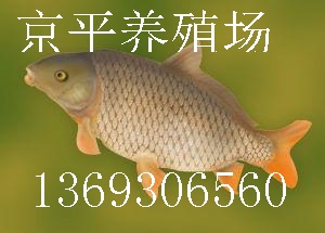 北京渔场草鱼,鲫鱼,鲤鱼,青鱼,京平渔场大量出售,保质保量负责运输