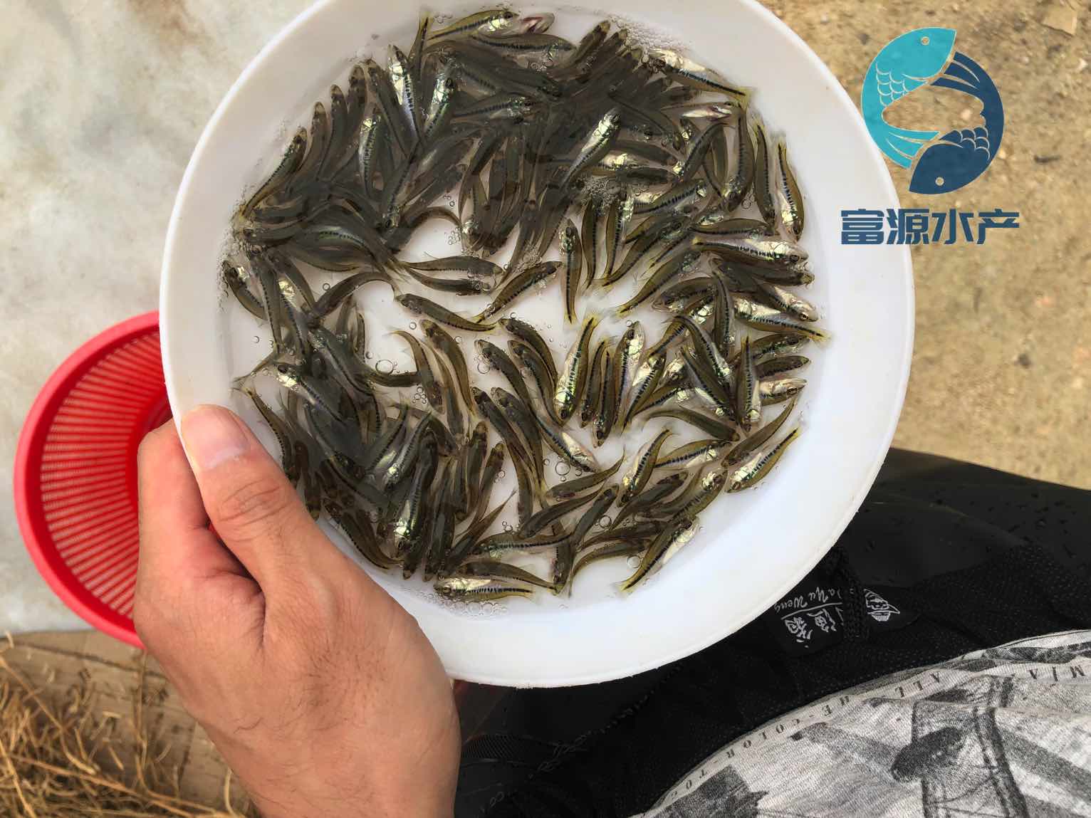 山东青岛淡水鲈鱼苗批发北京驯化鲈鱼苗出售