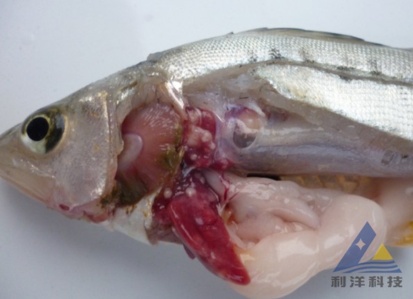 中国水产养殖网_海鲈鱼疑似诺卡氏菌病图片