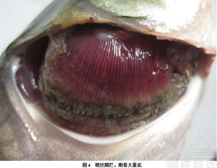中国水产养殖网_烂鳃并发出血病引起草鱼死亡