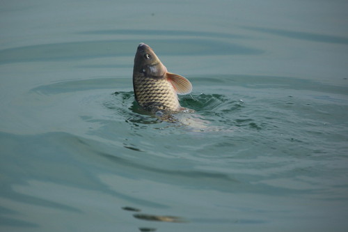 新疆渔业特产资源--鲤鱼