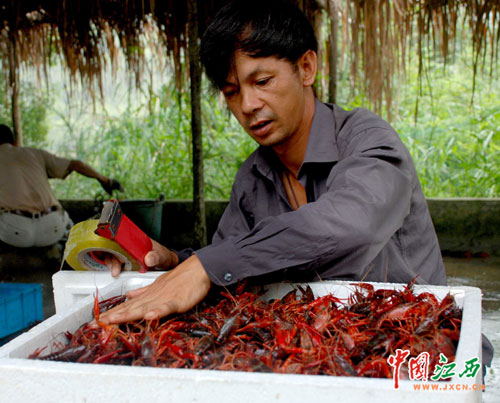 江西乐平:成立养殖合作社 养殖小龙虾发家致富