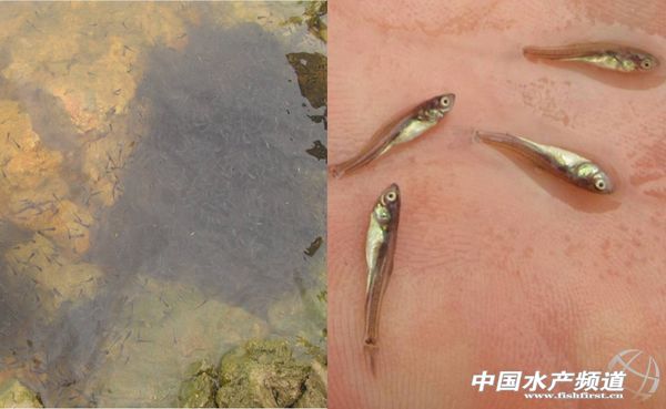 广东鲮鱼养殖概况调
