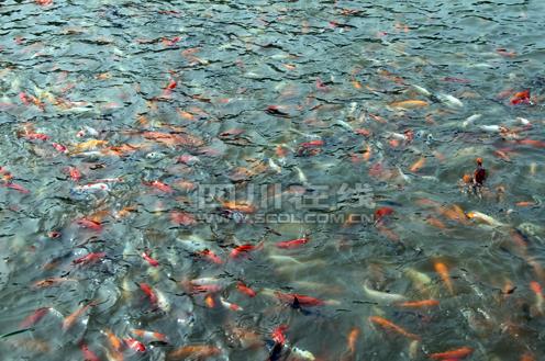 川宜宾返乡农民工投资70万建起观赏鱼养殖基
