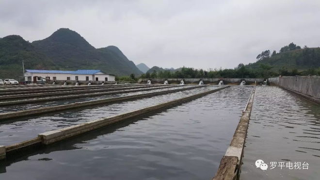 罗平县成为云南省首个农业部渔业健康养殖示范