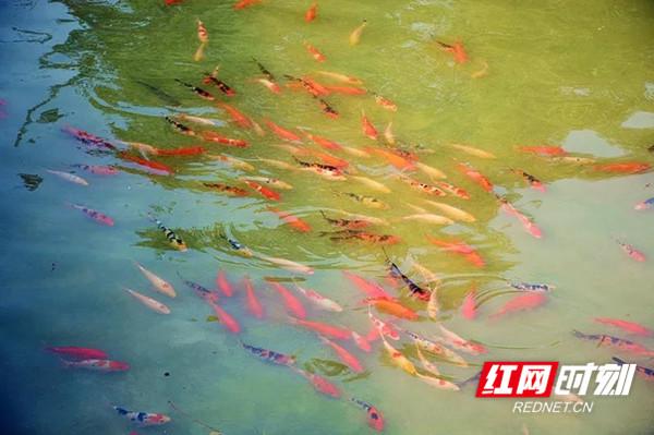 搜鱼网-中国水产养殖技术行业门户网站