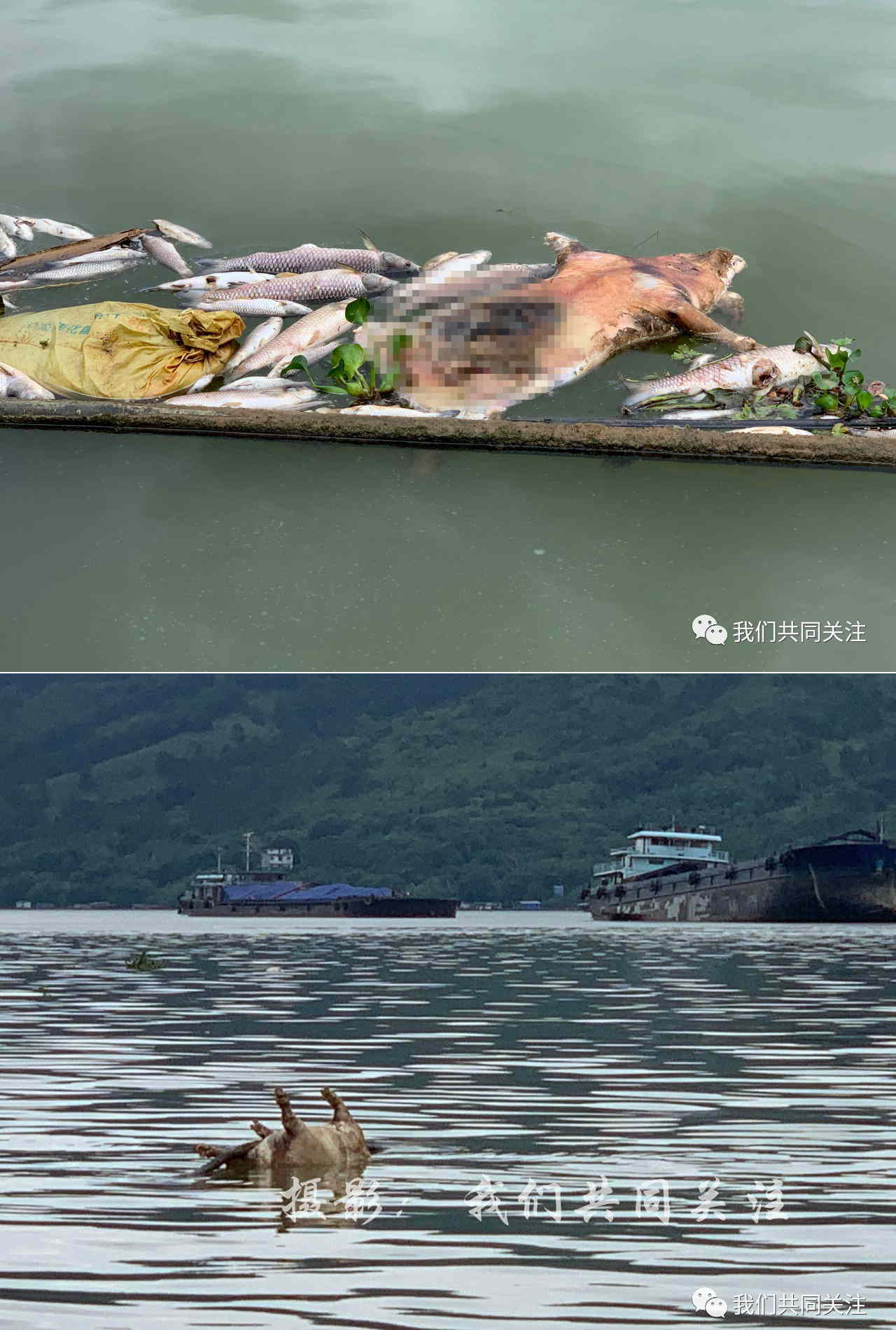 搜鱼网-中国水产养殖技术行业门户网站