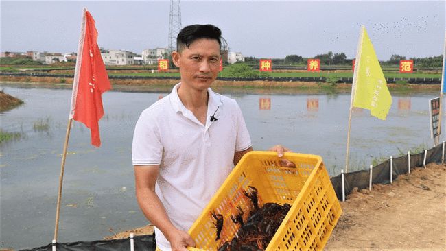 广西贵港平南县东华镇小龙虾养殖基地的小龙虾捕捞上市啦！